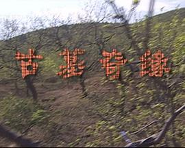古墓奇缘 (2009)海报