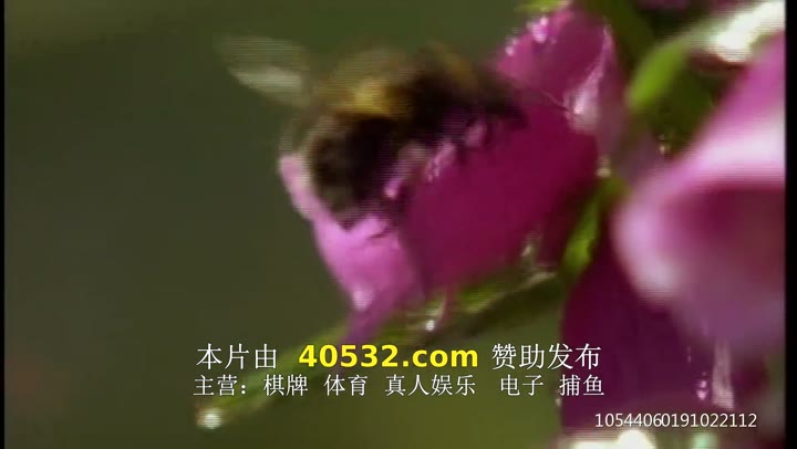彼得兔和朋友们的世界 The World of Peter Rabbit and Friends (1992)海报