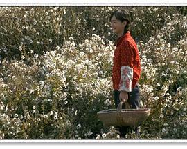 山菊 (2010)海报