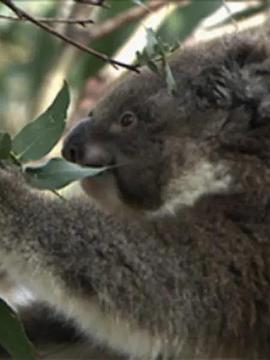 野生动物：无与伦比的有袋动物 - 树袋熊 Wildlife: the unparalleled marsupial-koala (2013)海报